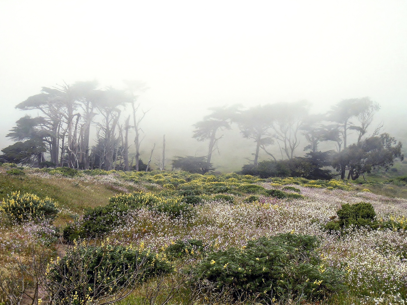 Image of Point Reyes National Seashore Trail by Arnie Lund
