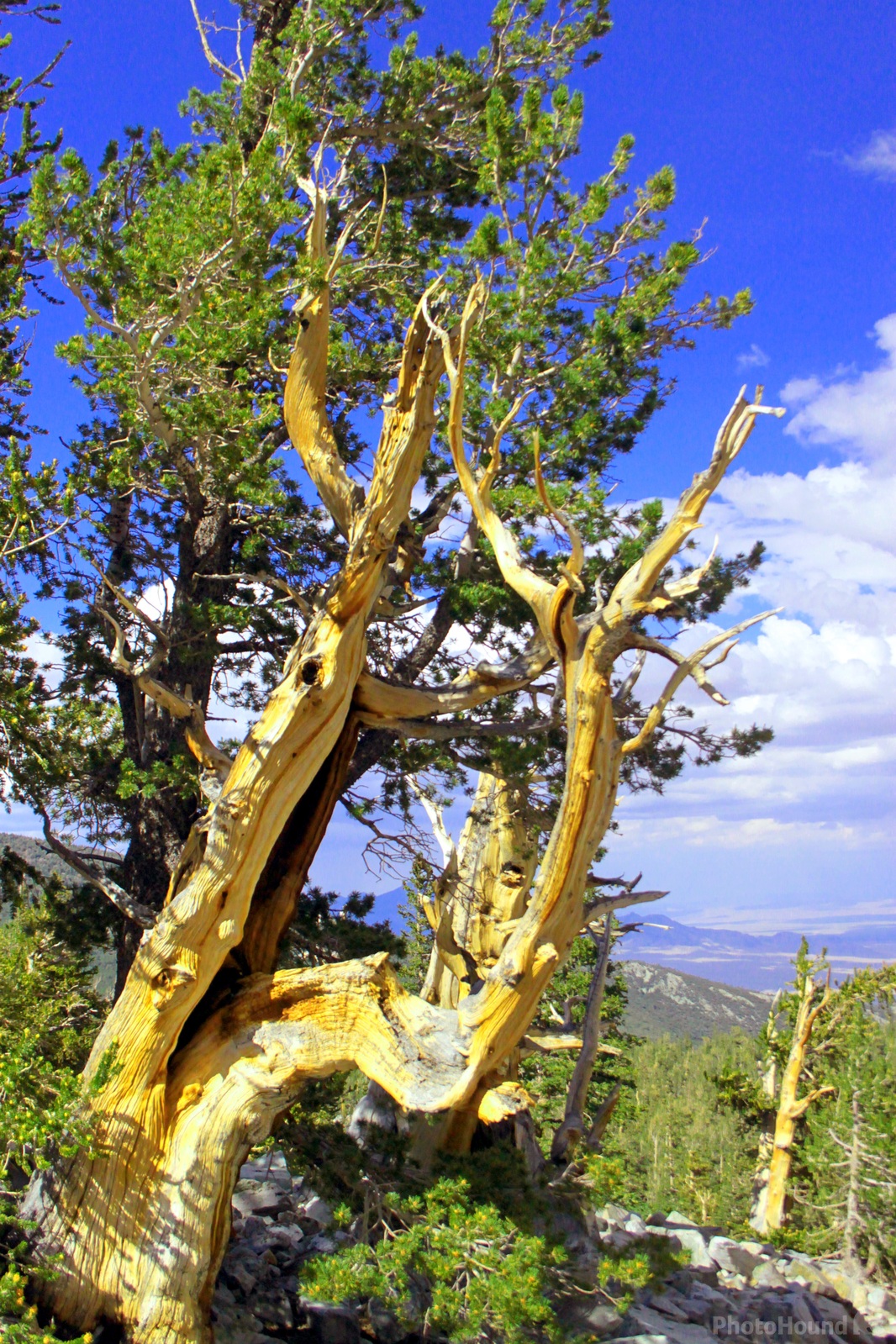 Image of Wheeler Peak Bristlecone Pine Grove by Eugene Vig