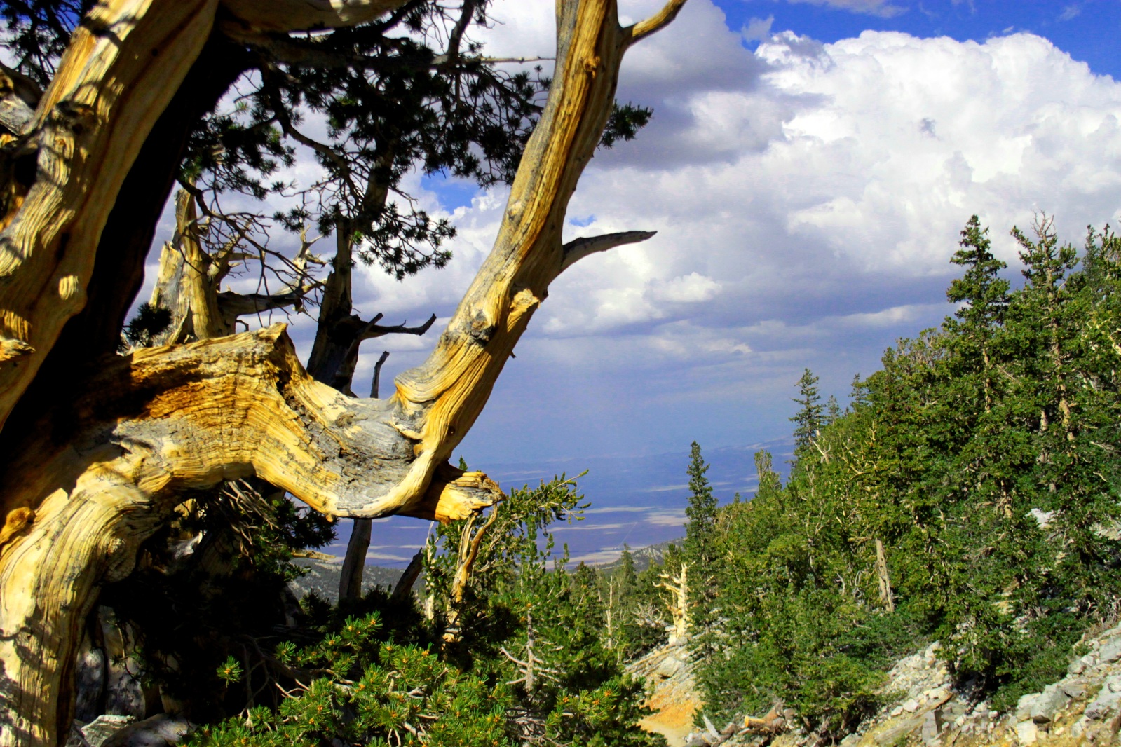 Image of Wheeler Peak Bristlecone Pine Grove by Eugene Vig