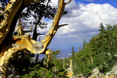 Picture of Wheeler Peak Bristlecone Pine Grove - Wheeler Peak Bristlecone Pine Grove
