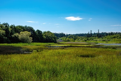 The Edmonds Marsh is within walking distance of the ferry dock. Bird watchers love the area. Eagles are regularly seen here. The marsh colors and atmosphere change with the seasons. There is a boardwalk for getting different views of the marsh.