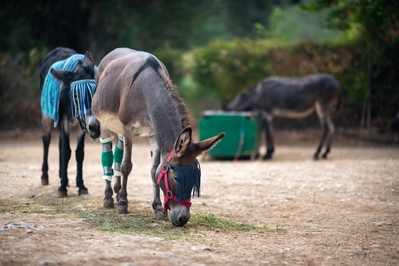photography spots in Greece - Corfu Donkey Rescue Center