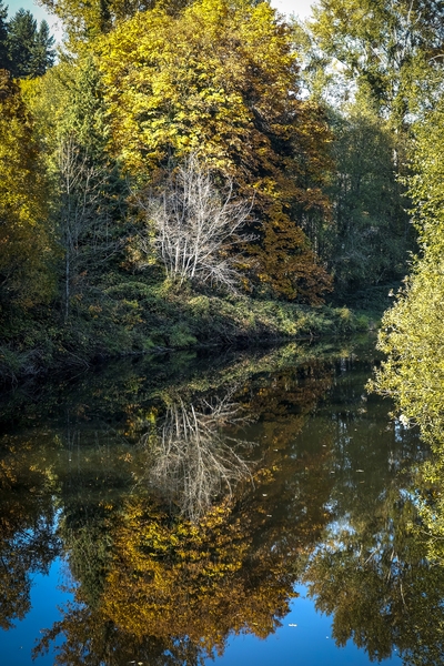 A white tree on the River during an autumn shoot on the Trail next to the Bothell Park.