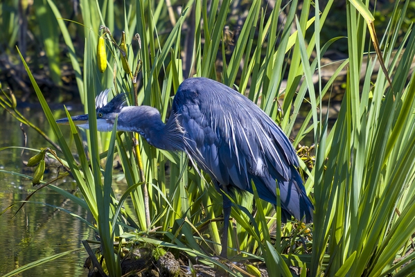 I was exploring this area I found on PhotoHound and came away with an image that makes me smile. This great blue heron was all plumped up to go on the attack. I love the feathers on the head!