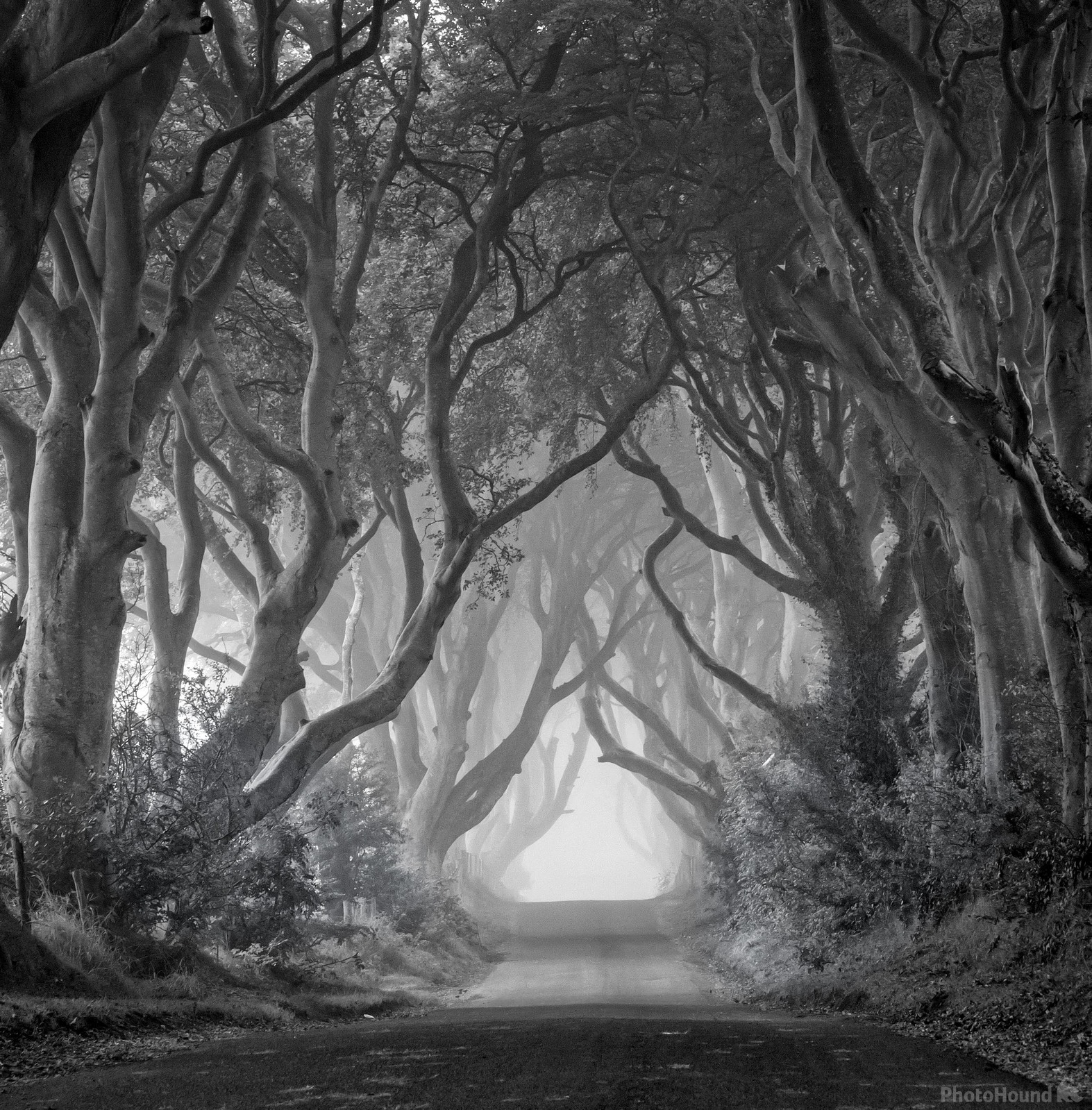 Image of The Dark Hedges, Bregagh Road by Dave Allison