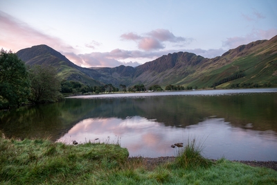 Picture of Buttermere Pines, Lake District - Buttermere Pines, Lake District