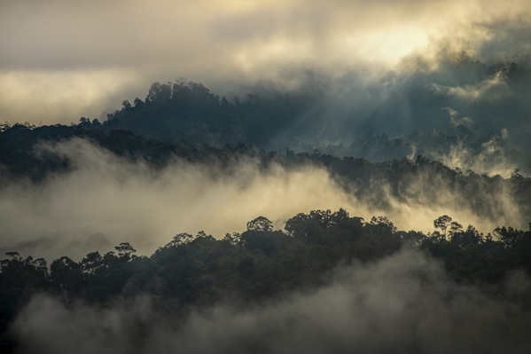 Fog-scape on top of mountain in Menangang Place, Sarawak, Malaysia