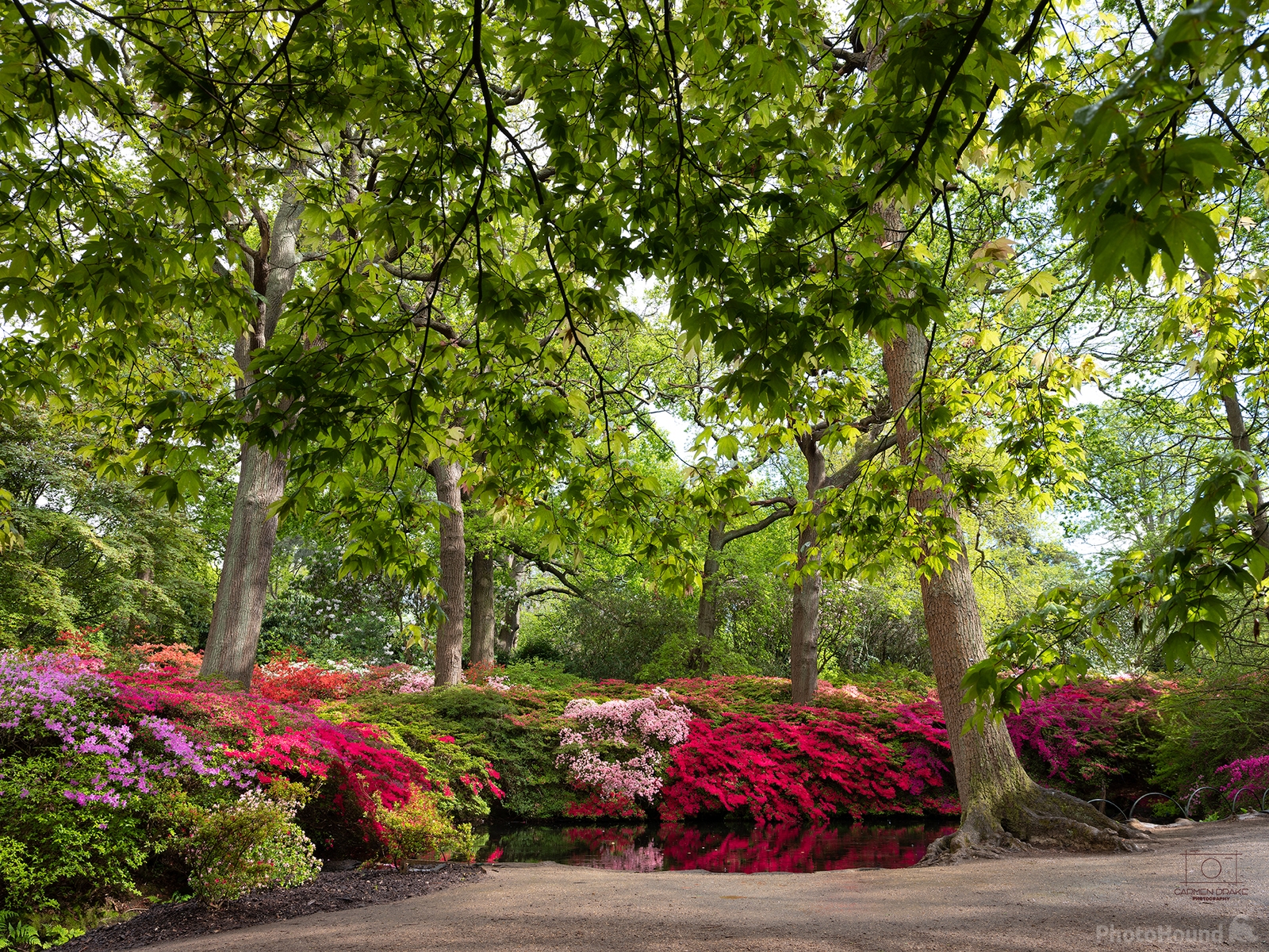 Image of Richmond Park by Carmen D.