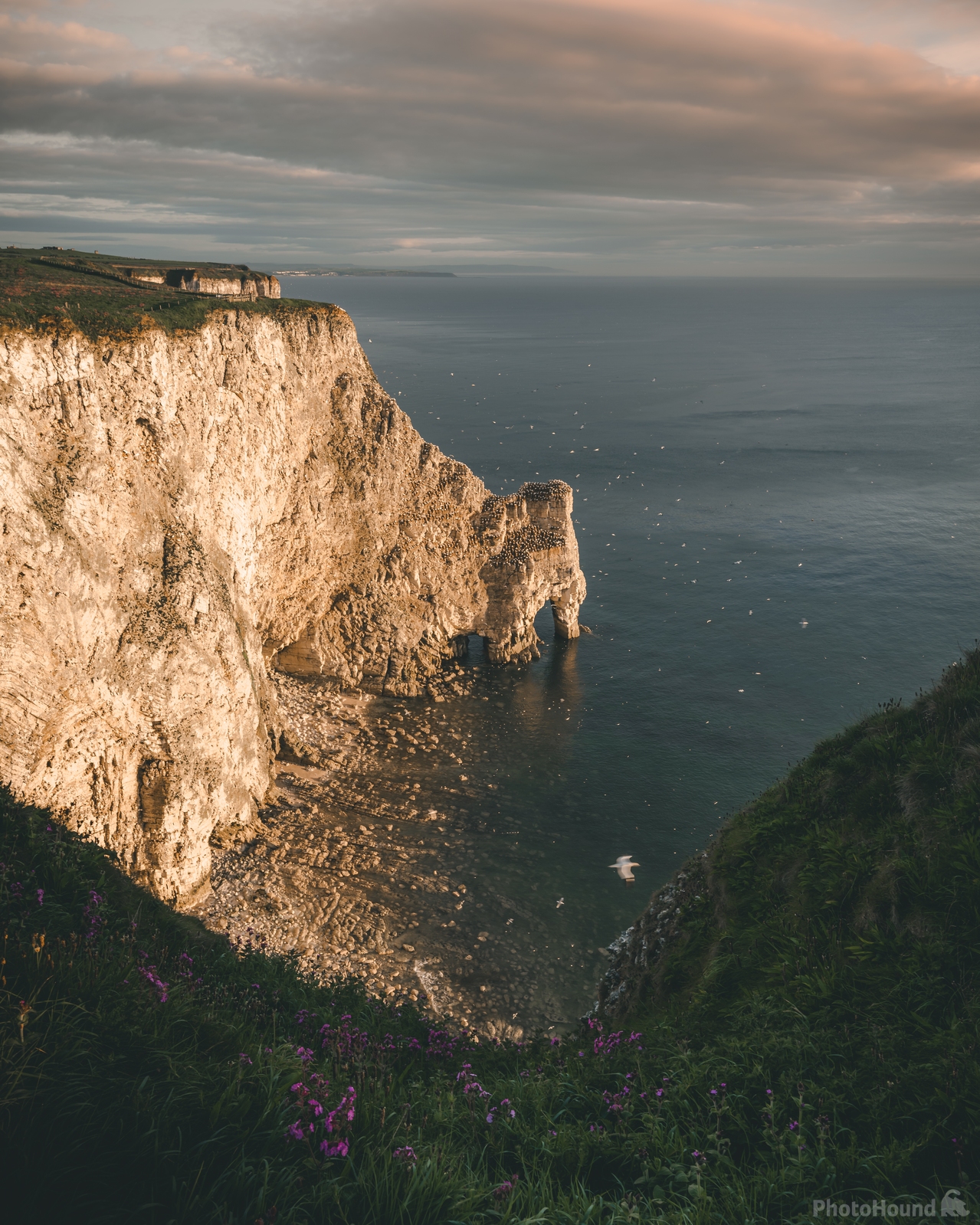 Image of Bempton Cliffs Nature Reserve (RSPB) by Daniel Phillips