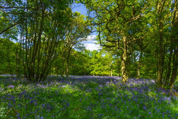 The Bluebell Woods at Everdon Stubbs