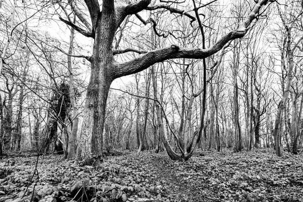 Winter woods at Everdon Stubbs