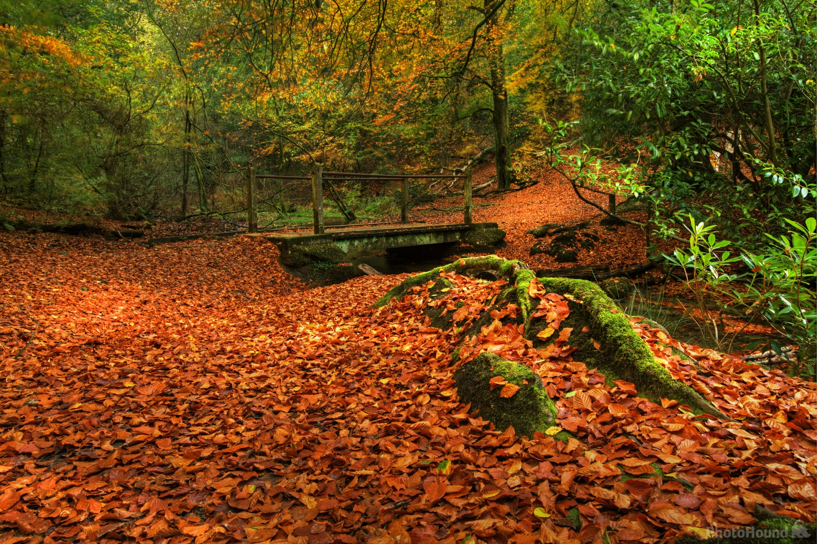 Image of Waggoners Wells, Grayshott by Nicky Rhodes