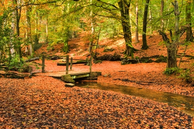 Either side of the ponds are lots of woodland walks featuring superb autumn colours.