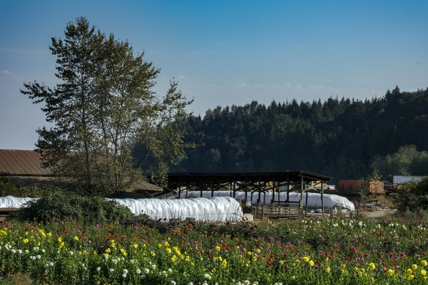 Across from the river itself there are a variety of farms. This one is a flower farm.