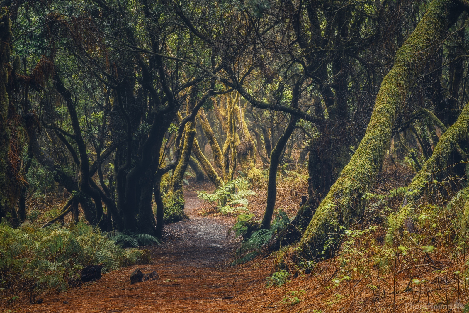 Image of La Llania Laurel Forest by James Billings.