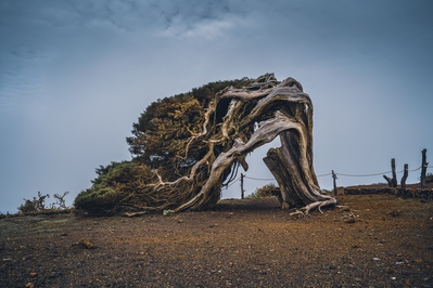 Canary Islands photo guide - El Sabinar