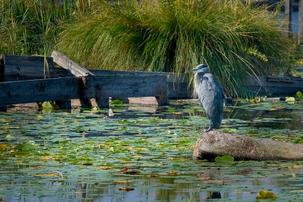 This is a Great Blue Heron on the Arboretum Waterfront Trail that goes across Foster Island. The birds were migrating through (lots of geese and ducks as well) and I saw a couple herons on the various pond areas