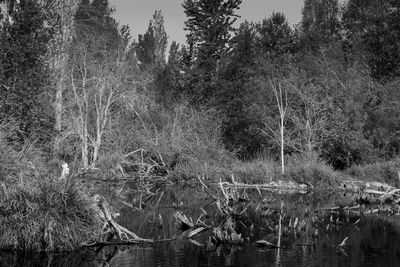 In one of the ponds in the Union Bay area the water was low enough that old stumps were sticking out. With the white, leafless trees nearby it seemed like a perfect shot for black and white.
