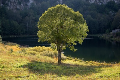 Picture of Sutjeska NP Donje Bare Lake - Sutjeska NP Donje Bare Lake