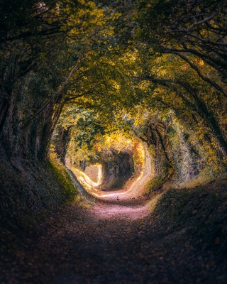 Image of Halnaker Tree Tunnel - Halnaker Tree Tunnel