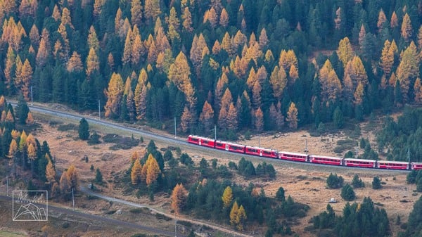The Bernina train passing through the yellow larches