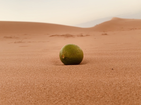 Random Lime in the middle of the desert
Apple iPhone XS
f/1.8 1/121 ISO100