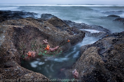 images of Olympic National Park - Beach 4