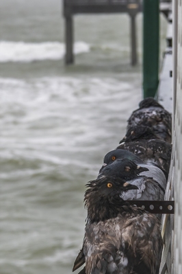Pigeons hiding from the hurricane in the lee of Papas bait shop on the pier.