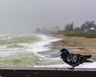 Pigeon on the pier in hurricane Nicole. No room in the lee of the bait shop. Looking North from the on top of the pier.