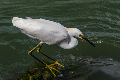 Snowy Egret hunting from the edge of the jetty. The yellow on the legs identifies this as an immature specimen.