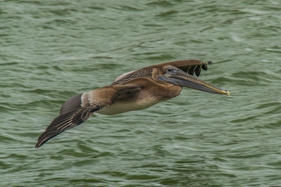 Brown Pelican.