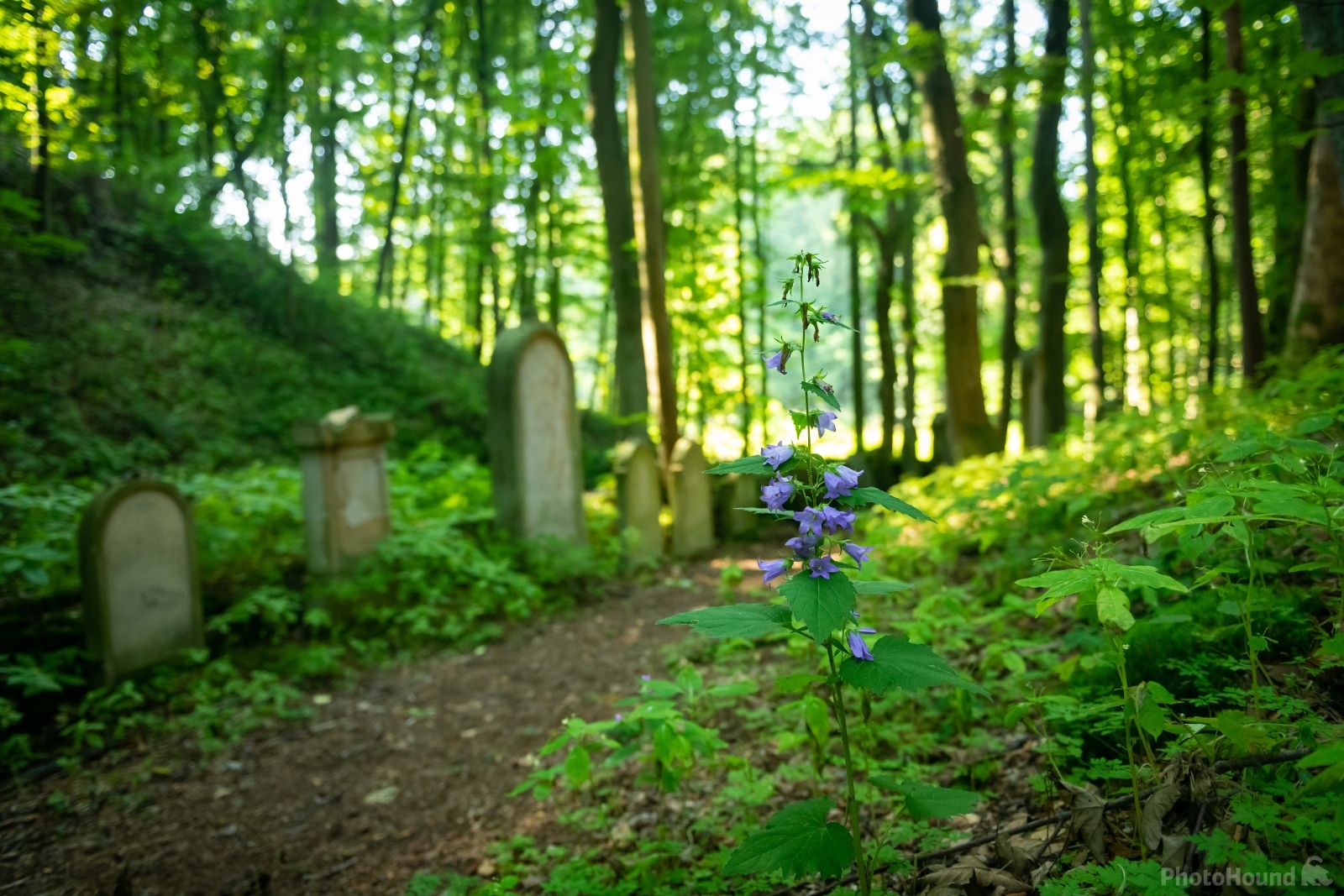 Image of Jewish Graveyard, Podbřezí village by VOJTa Herout
