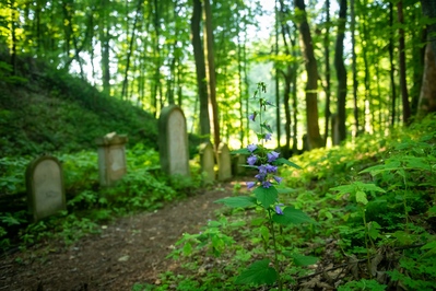 Jewish Graveyard in the forest by the Podbřezí village
