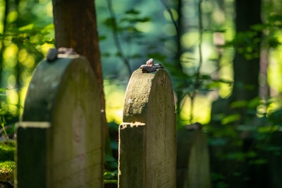 Jewish Graveyard in the forest by the Podbřezí village