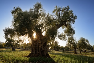 instagram spots in Italy - Ostuni Olive Groves