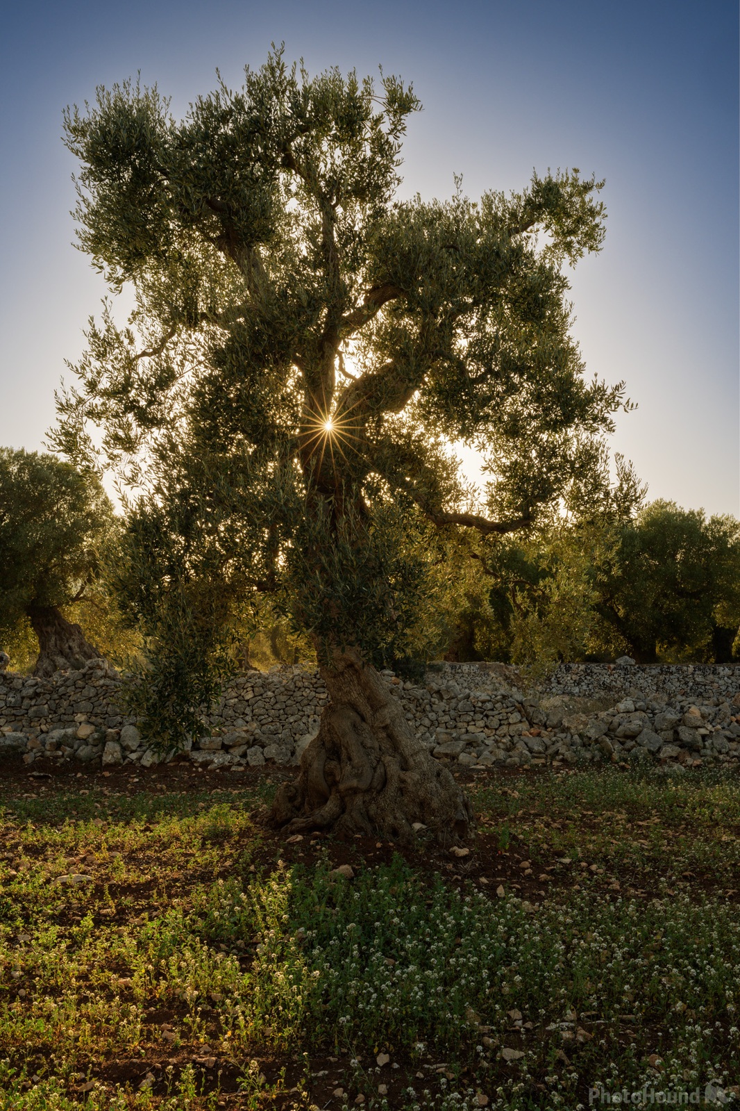 Image of Ostuni Olive Groves by Luka Esenko