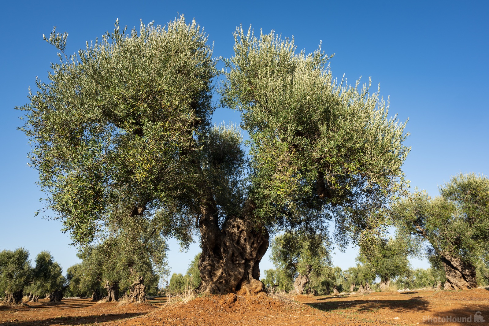 Image of Ostuni Olive Groves by Luka Esenko