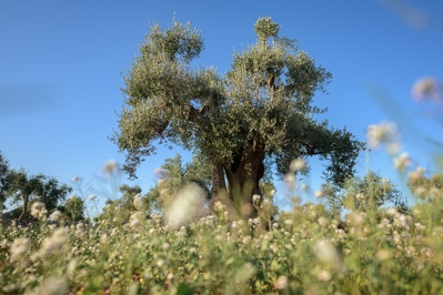 Image of Ostuni Olive Groves - Ostuni Olive Groves