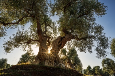 Photo of Ostuni Olive Groves - Ostuni Olive Groves