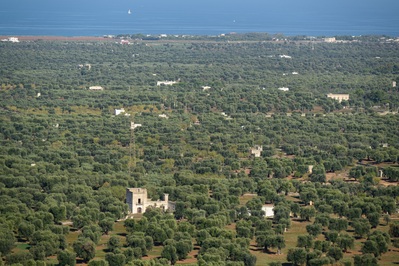 Views from the top of Ostuni, olive tree plantations and Adriatic sea