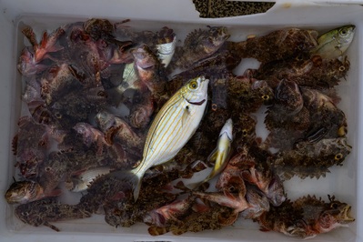 Photo of Bari Fish Market - Bari Fish Market