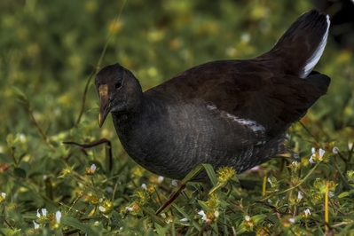 Common Gallinule (immature). Most breeding birds have not arrived by November. This is a year-round resident.