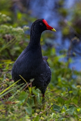Common Gallinule (adult). Most breeding birds have not arrived by November. This is a year-round resident.
