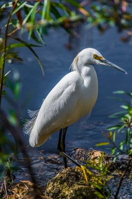 Snowy Egret. Most breeding birds have not arrived by November. This is a year-round resident.