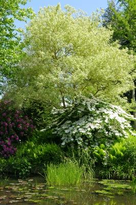Photo of Beth Chatto's Garden  - Beth Chatto's Garden 