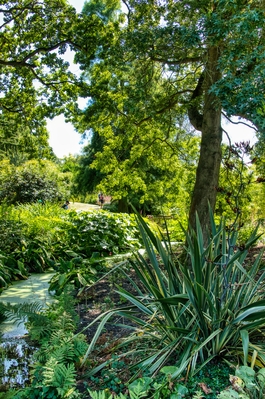 Image of Beth Chatto's Garden  - Beth Chatto's Garden 