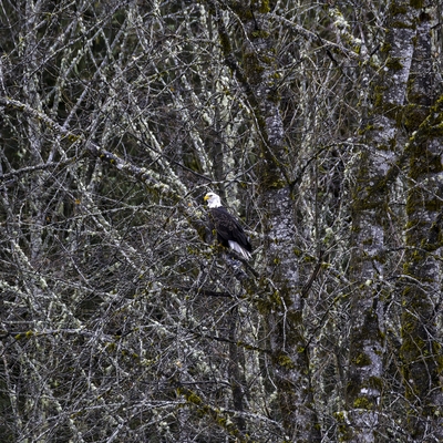 The eagles hang out in the trees when they aren't hunting. They tend to be active been dawn and around 11:00. Since the trees often have early snow on them, it can sometimes be a challenge to spot them when they are sitting still.