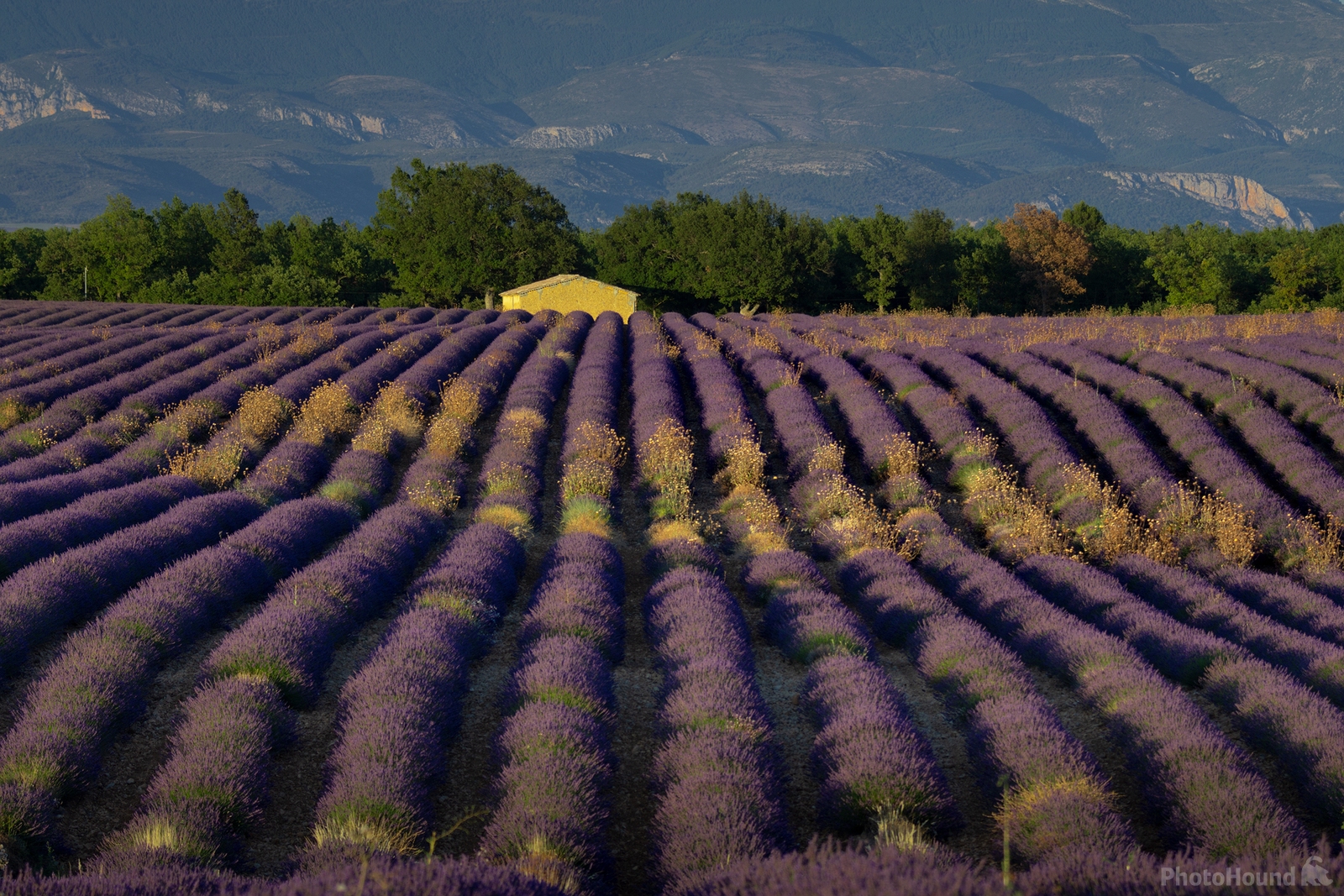 Image of Lavender Field by Anton Averin