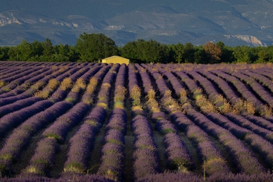 Valensole photo locations - Lavender Field