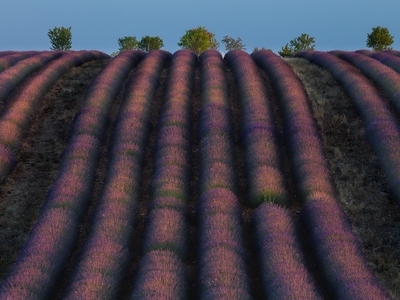 Valensole photography spots - Rolling Hills on Terraroma